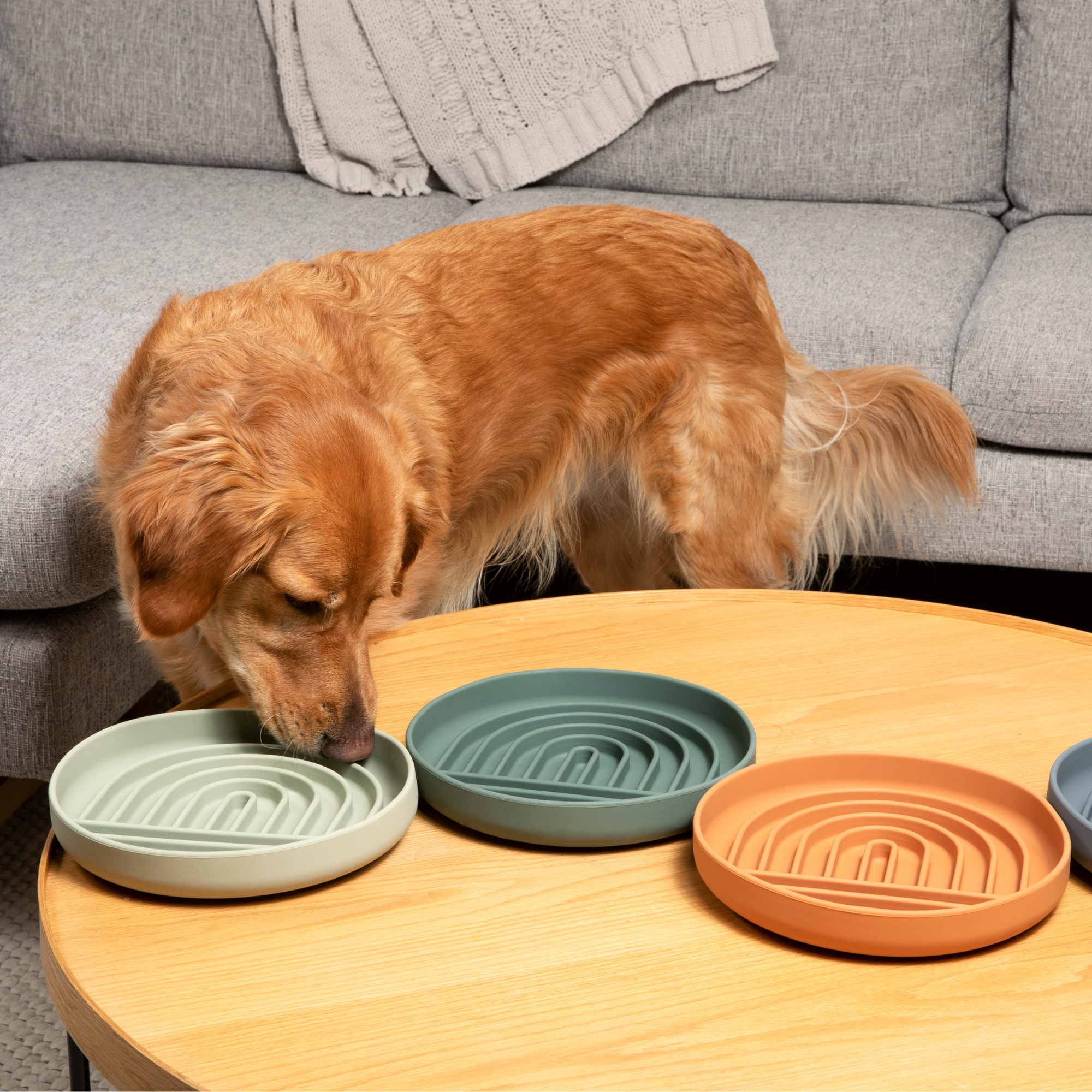 Slow Feeder Bundle: Buy 3 And Save