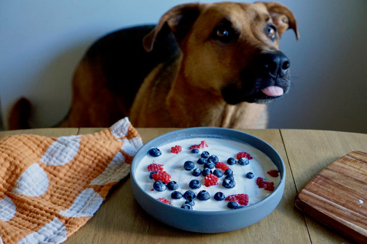 Make This: Easy Frozen Dog Treats To Beat The Heat This Summer