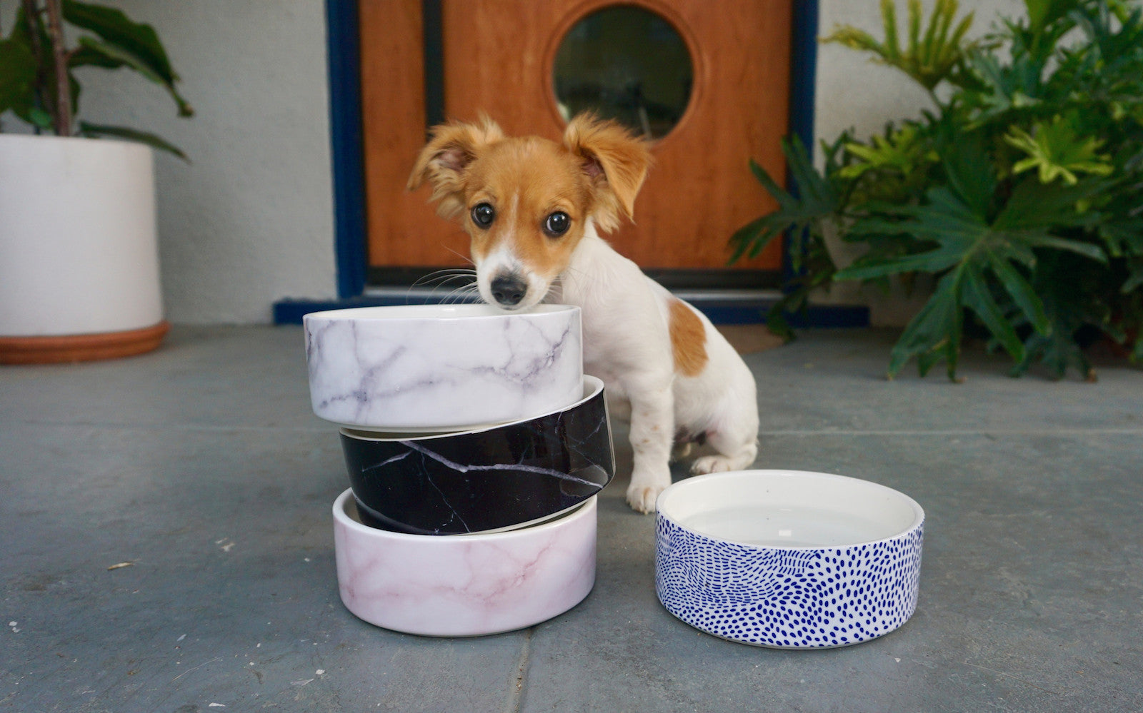 Modern Ceramic Dog Bowls