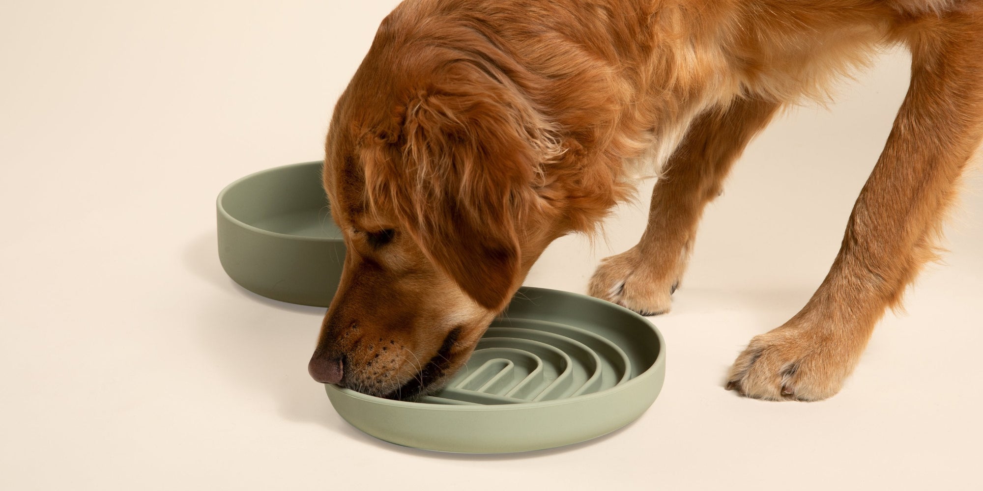 Labradoodle dog eating from a slow feeder dog bowl