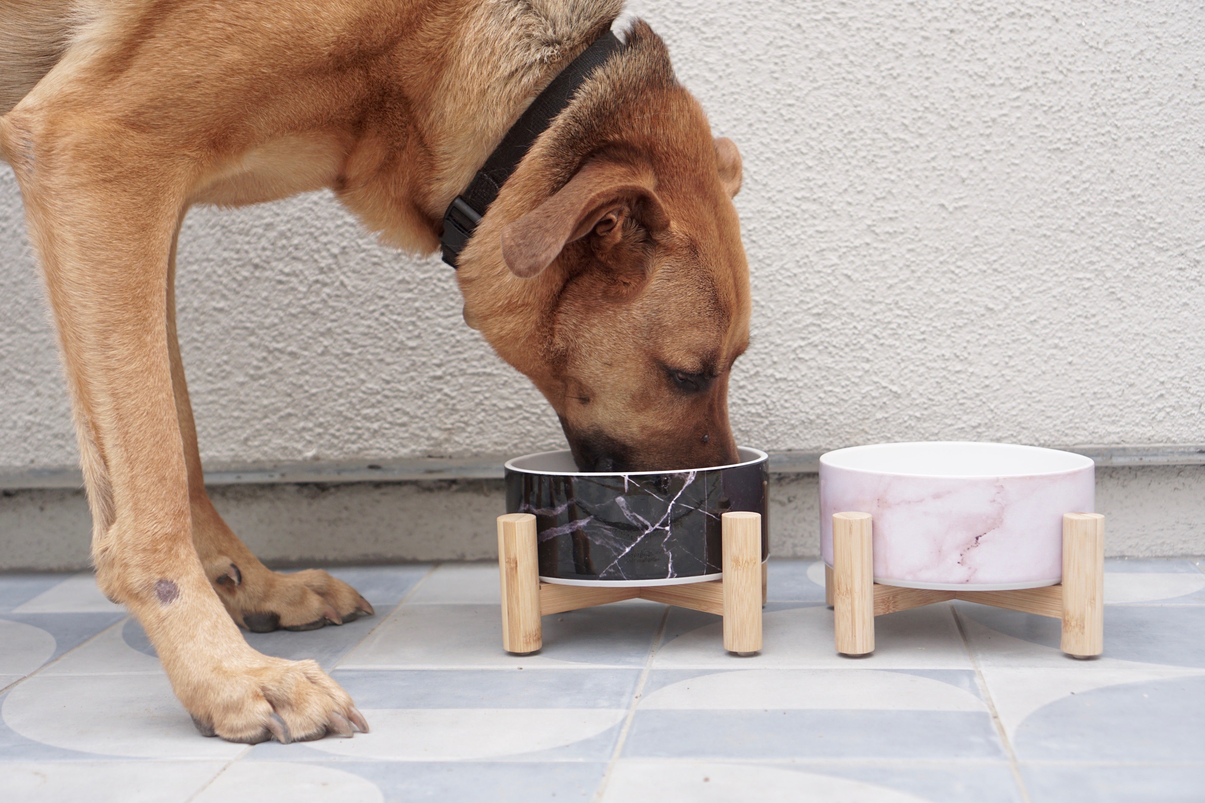 Elevated Bamboo Dog Bowl Stand Should We Go